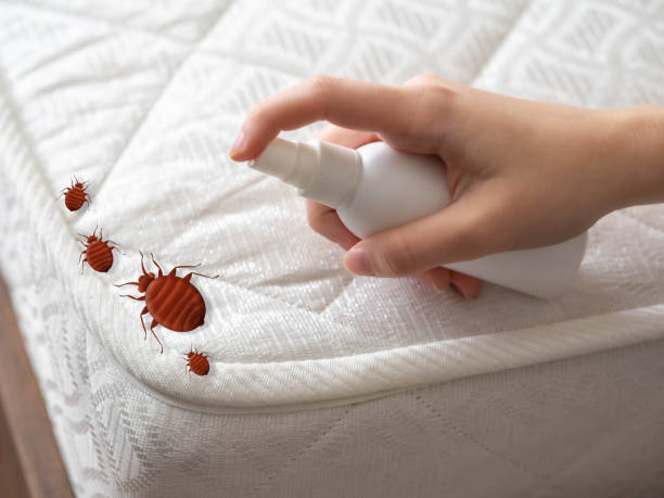 Best Local Pest Control Services  in Belleview, FL