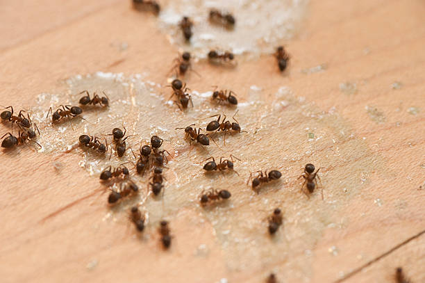 Best Wildlife Control Services  in Belleview, FL